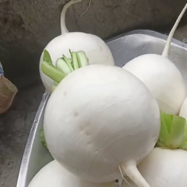 圆根萝