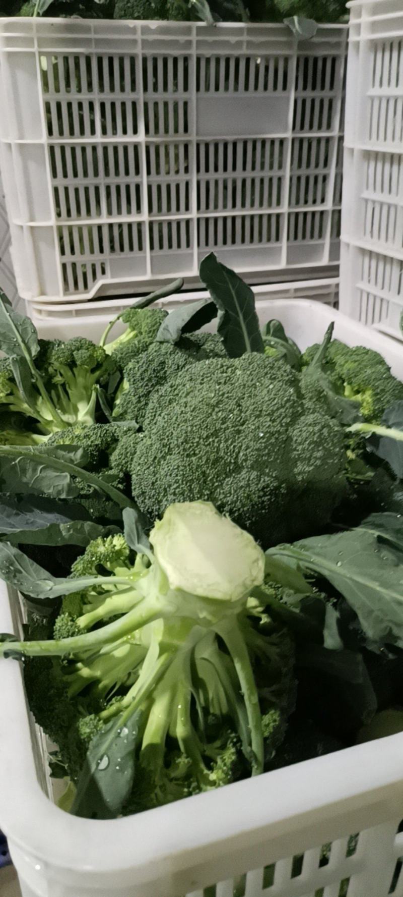 精品西兰花大量上市，全国发货，可视频看货，量大从优。
