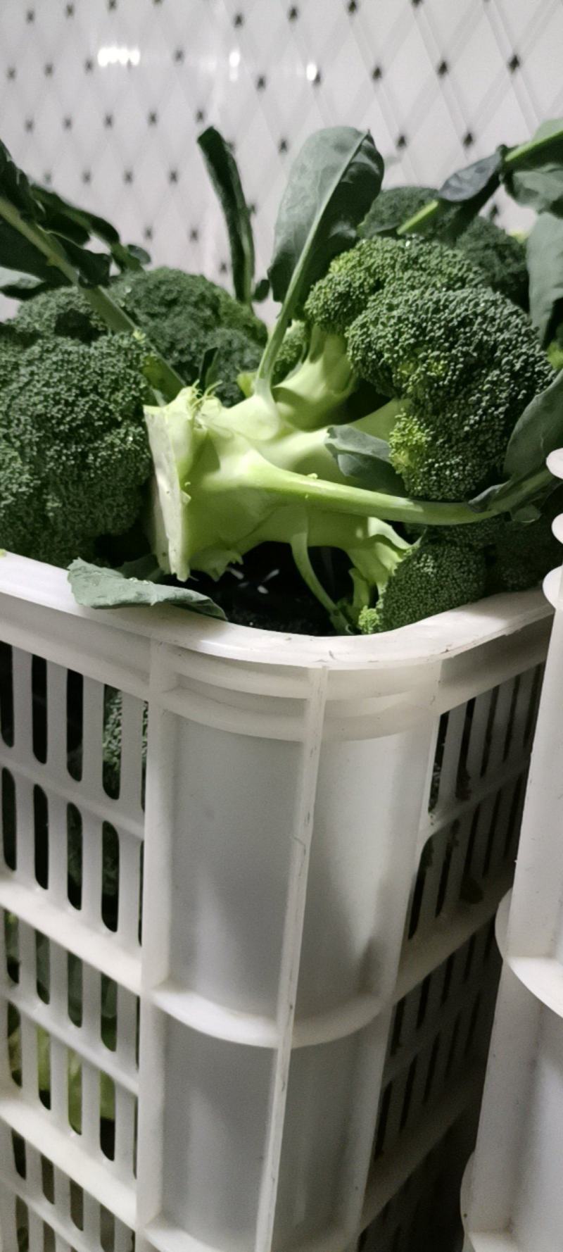 精品西兰花大量上市，全国发货，可视频看货，量大从优。