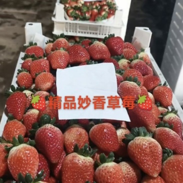 精品天仙醉草莓，妙香/久香大量新鲜供应，欢迎来电订购