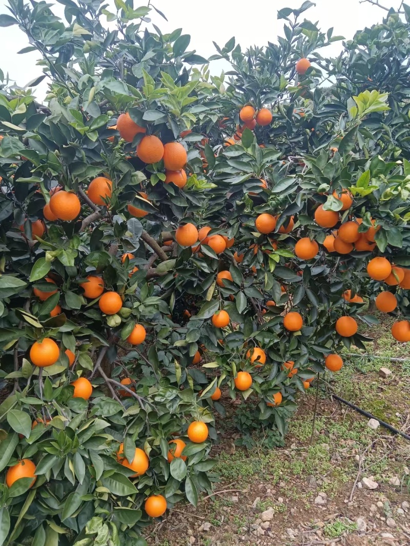 纽荷尔大量上市