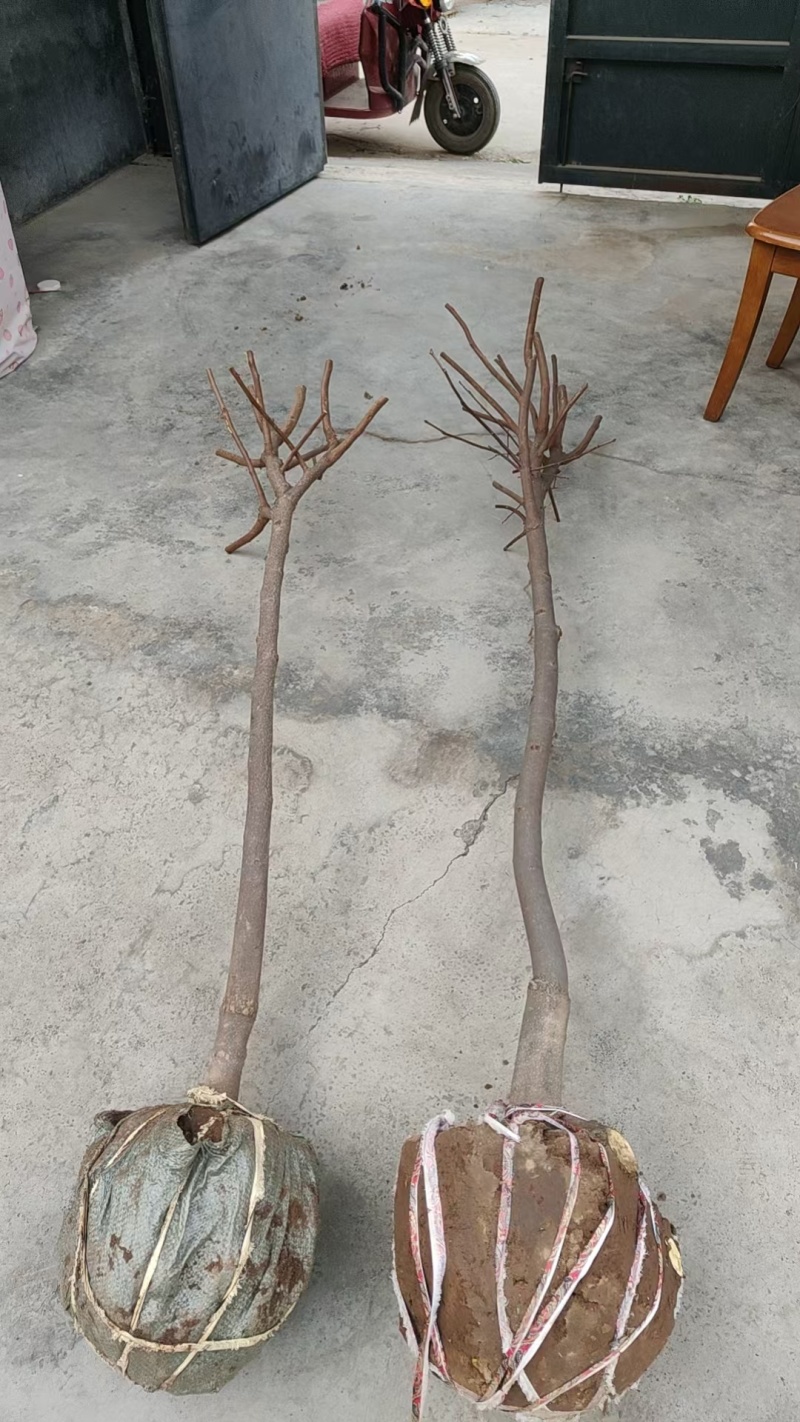 脆甜柿子树苗不包邮