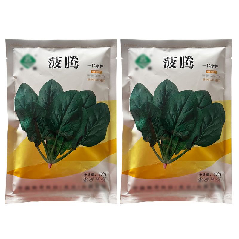 中蔬菠腾杂交菠菜种子中熟尖圆叶耐宽扎耐抽薹春秋种植