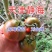 草莓番茄水果西红柿口感番茄