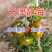 草莓番茄水果西红柿口感番茄