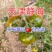 草莓番茄水果西红柿口感番茄