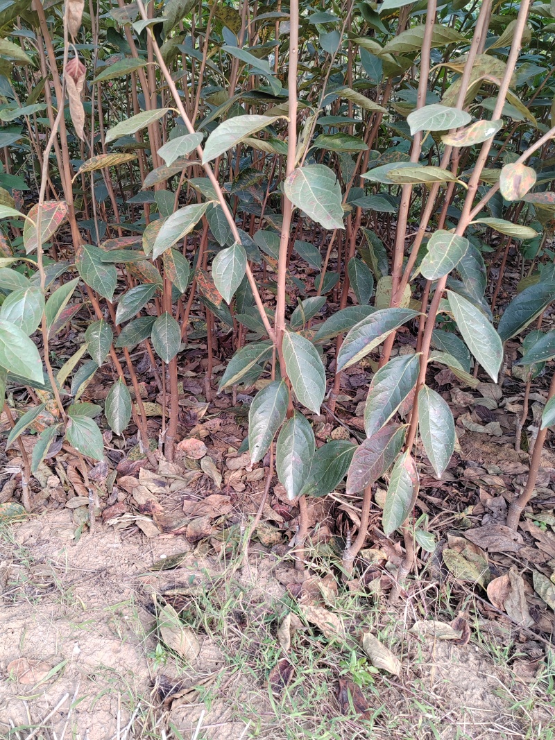 脆甜柿子树苗不包邮