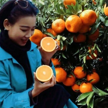 《优选商家》椪柑芦柑皮薄多汁产地一手货源对接全国各地客商