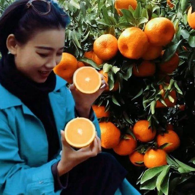 《优选商家》椪柑芦柑皮薄多汁产地一手货源对接全国各地客商