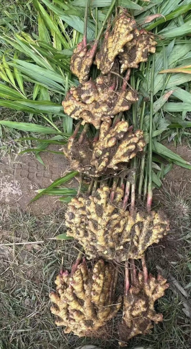 二黄姜，山地姜，源头产地，对接全国生意，热卖中欢迎采购