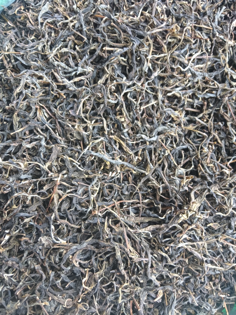 云南屏边普洱老树春茶