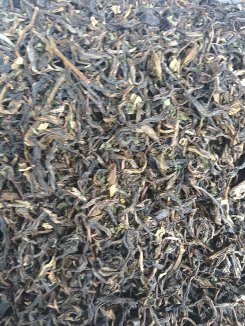 云南屏边普洱老树春茶