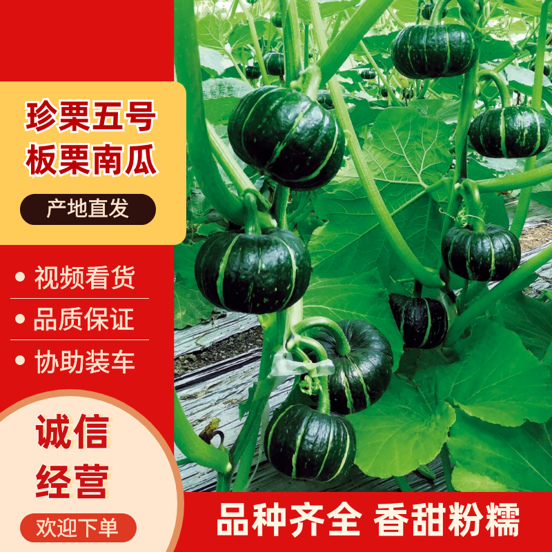 珍栗五号贝贝南瓜种子肉厚质粉甜耐储运抗性强