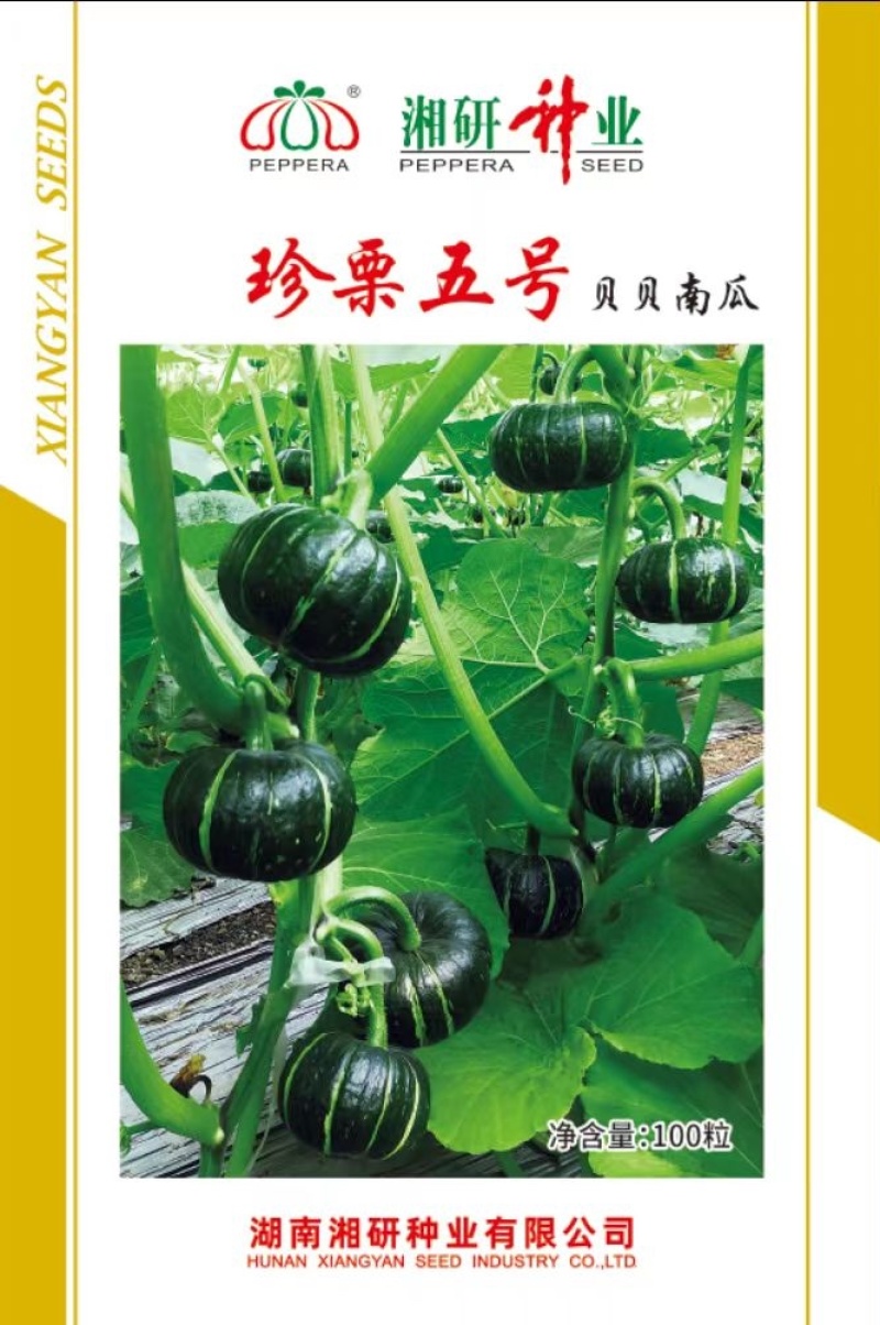 珍栗五号贝贝南瓜种子肉厚质粉甜耐储运抗性强