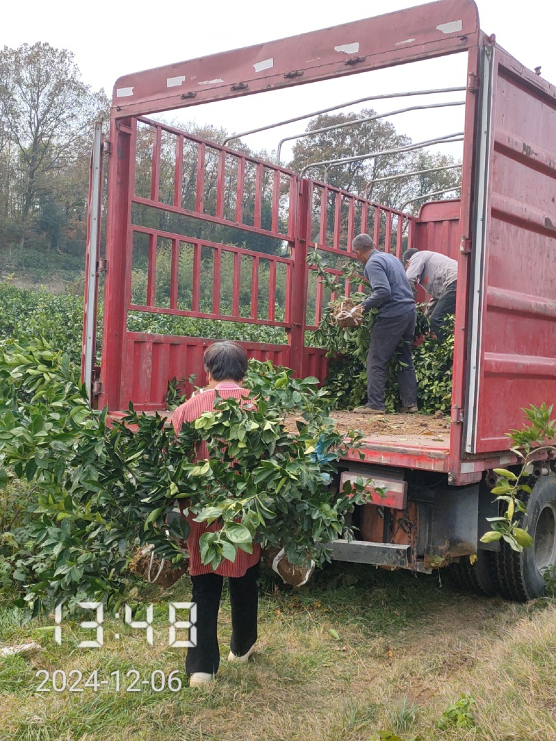 3/6公分纽荷尔脐橙，橙子树大量供应