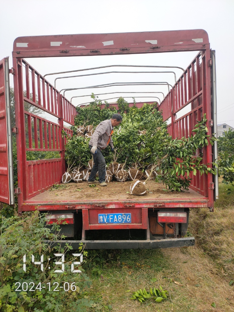 3/6公分纽荷尔脐橙，橙子树大量供应