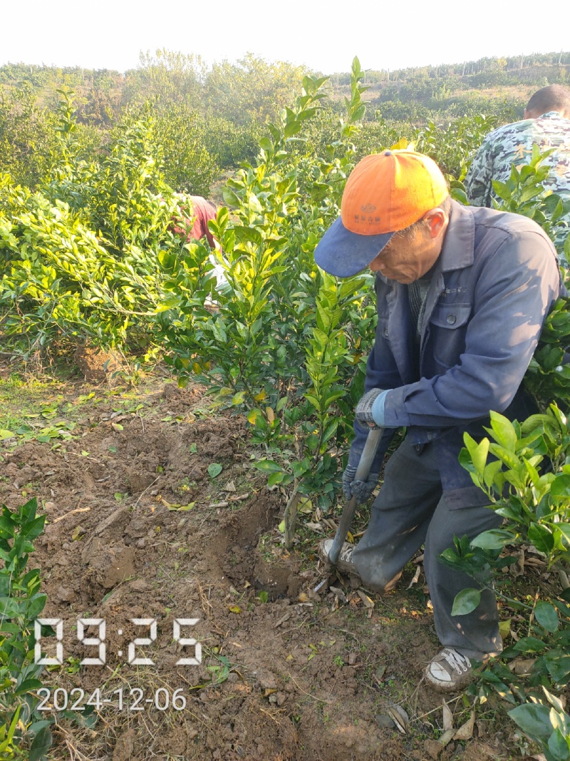 3/6公分纽荷尔脐橙，橙子树大量供应