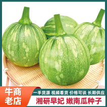 湘研早妃早熟第一雌花5-7节抗性强芽率好