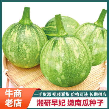 湘研早妃早熟第一雌花5-7节抗性强芽率好