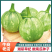 湘研早妃早熟第一雌花5-7节抗性强芽率好