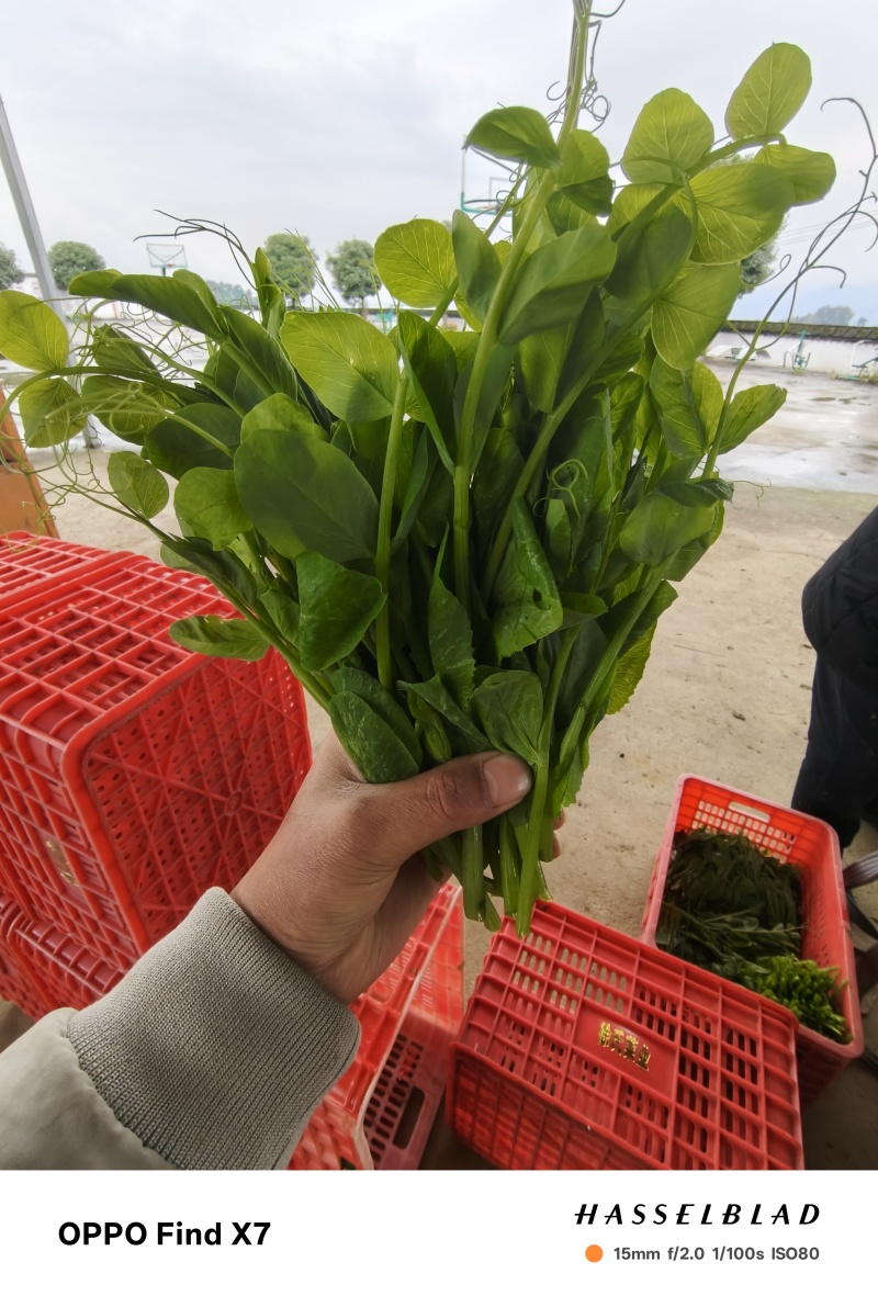 豌豆尖