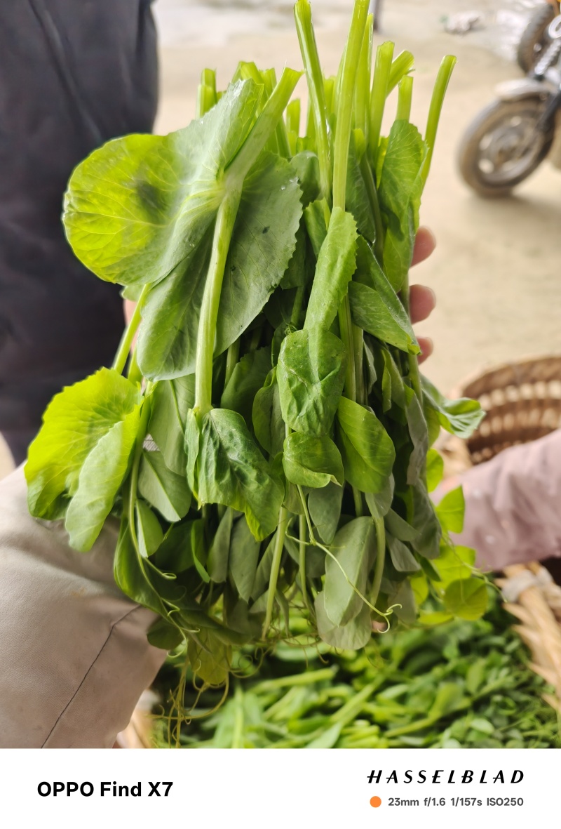 豌豆尖
