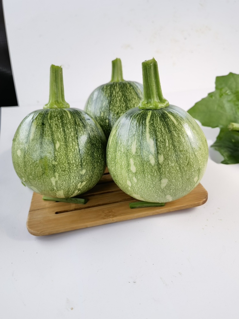 湘研早妃早熟第一雌花5-7节抗性强芽率好