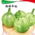 湘研早妃早熟第一雌花5-7节抗性强芽率好