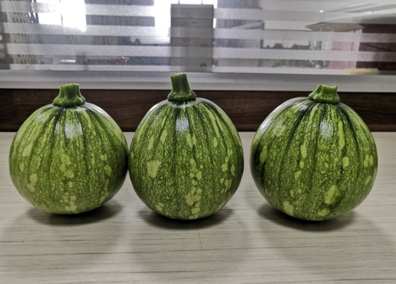 湘研早妃早熟第一雌花5-7节抗性强芽率好