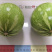 湘研早妃早熟第一雌花5-7节抗性强芽率好