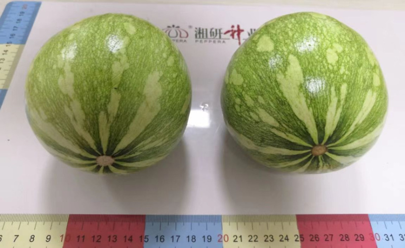 湘研早妃早熟第一雌花5-7节抗性强芽率好