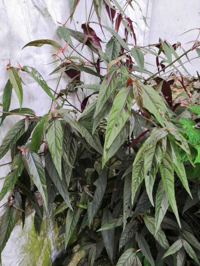 红牛膝又名土牛膝