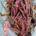 红牛膝又名土牛膝