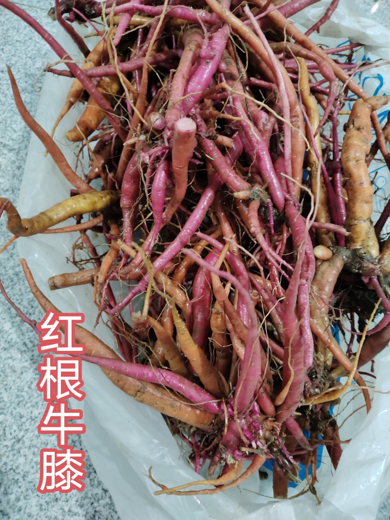 红牛膝又名土牛膝