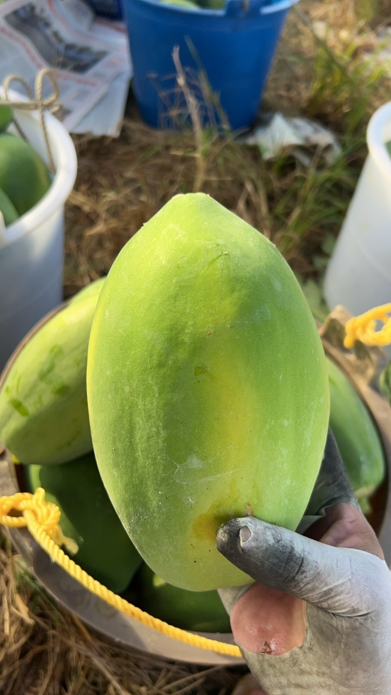 红心无籽木瓜