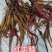 红牛膝又名土牛膝