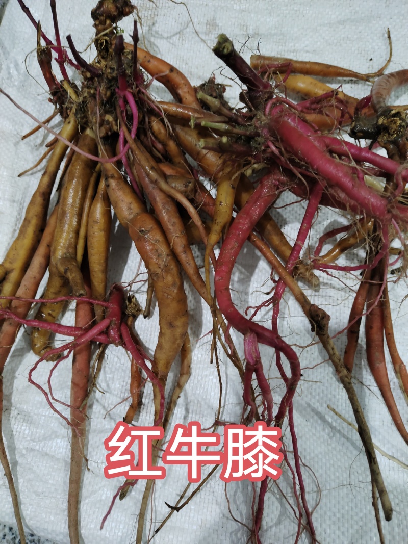红牛膝又名土牛膝