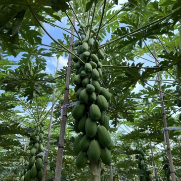 红心无籽木瓜