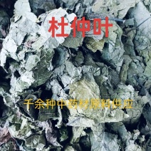 杜仲叶，中药材杜仲叶青色新货质量保证价格优惠