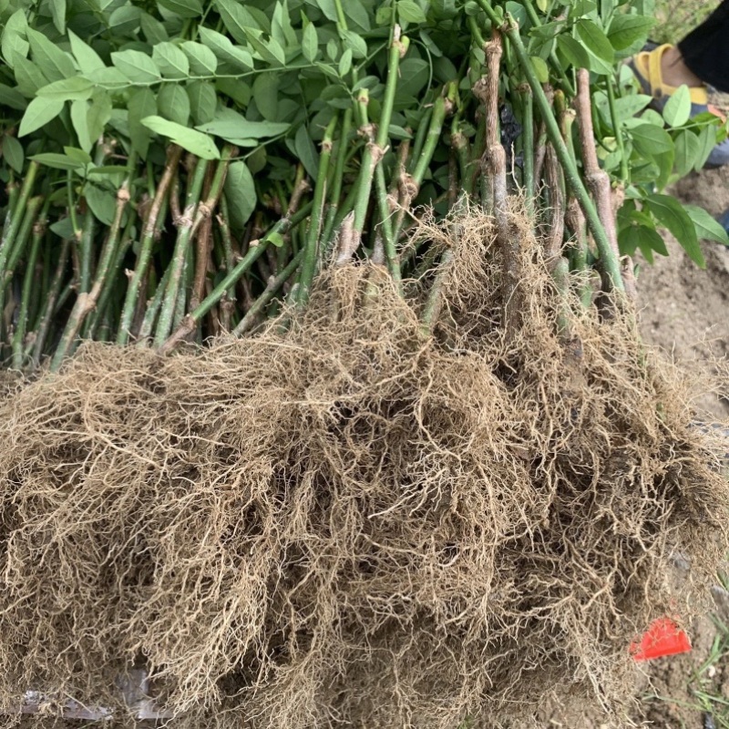 树仔菜苗海南五指山野菜天绿香苗老苗带根发货