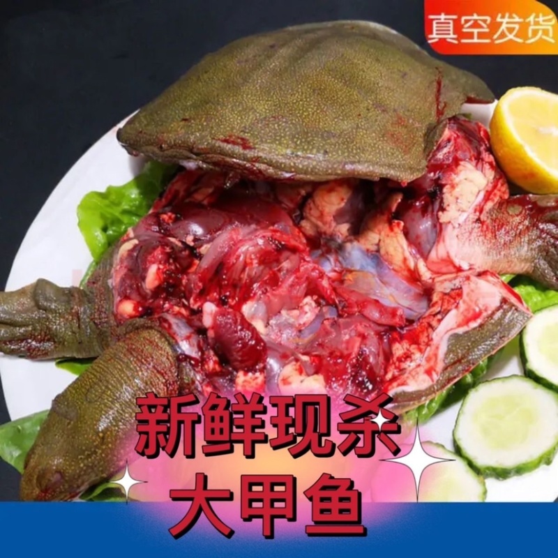 【炖甲鱼】