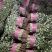 河北邯郸暖棚香菜大量上市品质保证价格便宜！