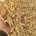 【实力推荐】西洋参丁一首货源产地直发量大价优包邮