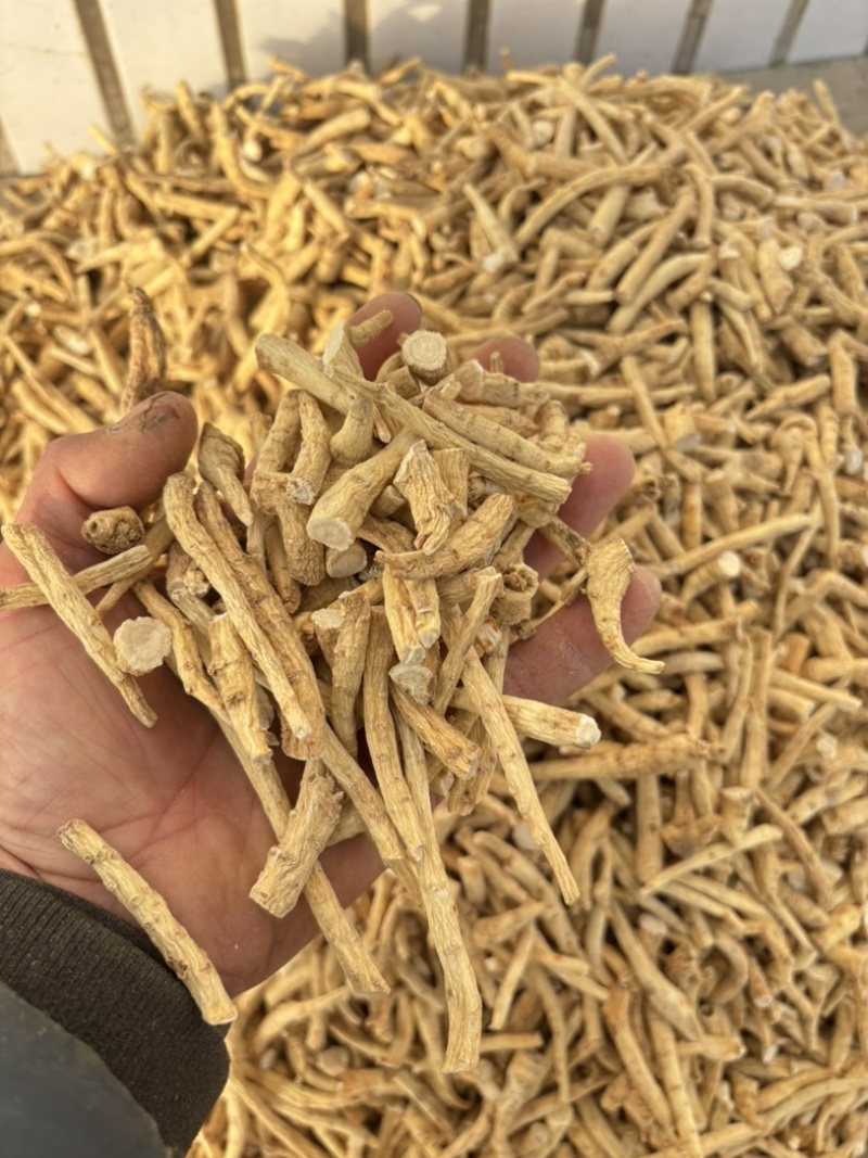 【实力推荐】西洋参丁一首货源产地直发量大价优包邮