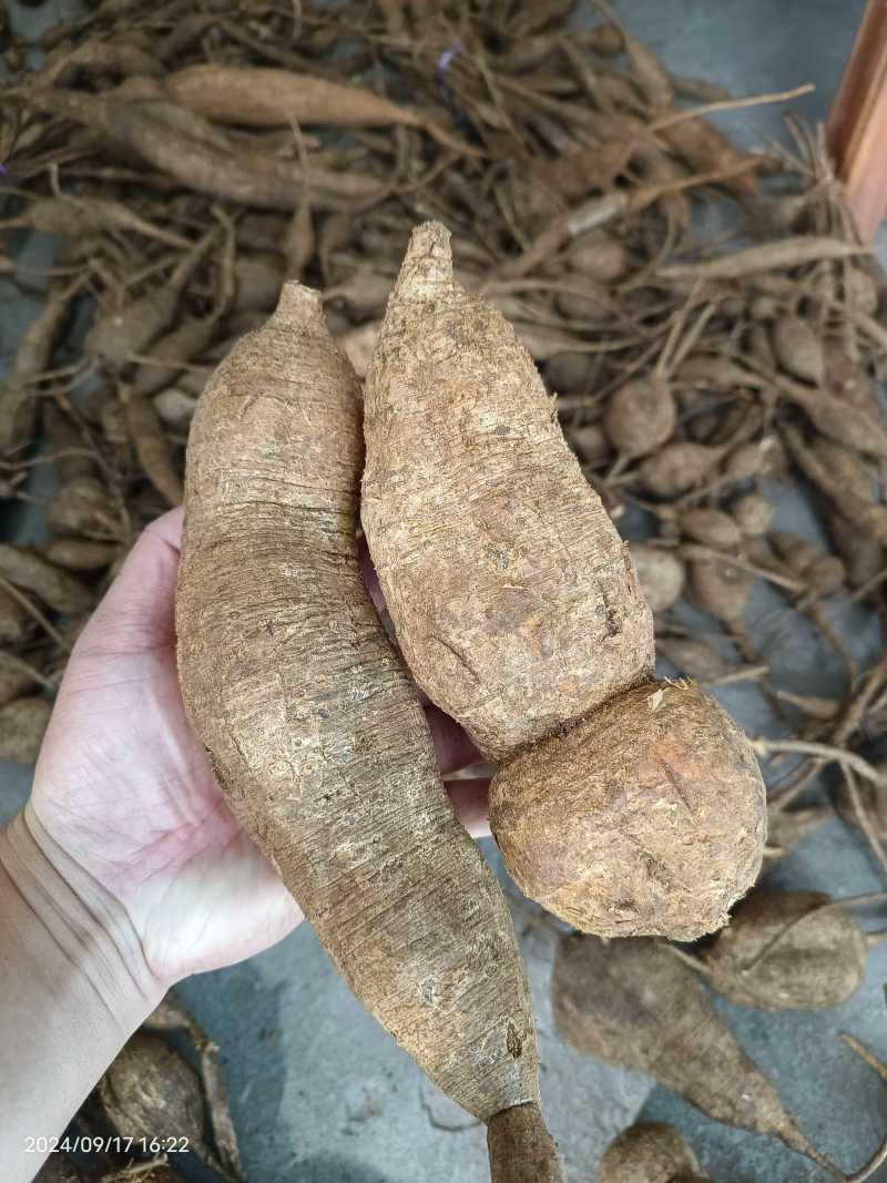 野生牛大力小叶黑牛本地大山牛大力鲜货