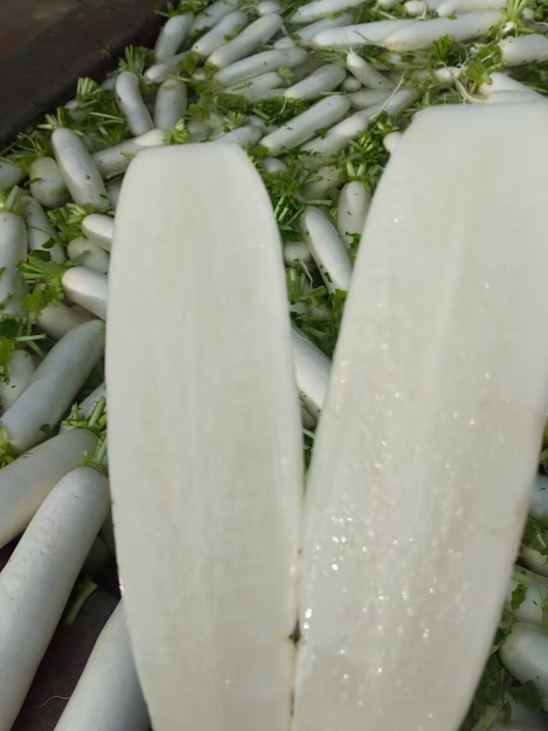 青萝卜十月中旬上市