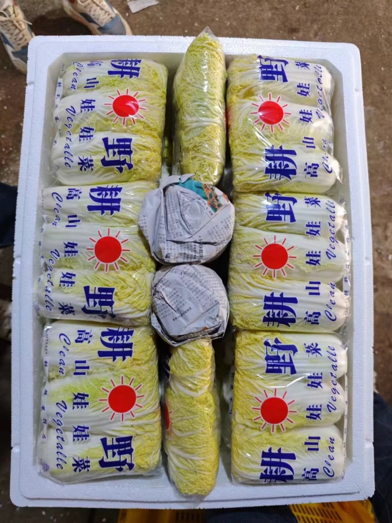 【大娃娃菜】云南玉溪产地直供质量保证货源充足欢迎订购