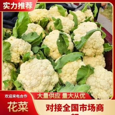 花菜松花菜青梗小米花菜湖北散花产地直发支持视频