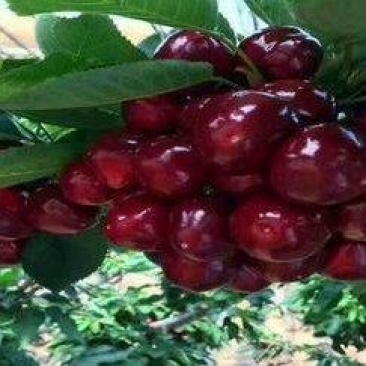 2公分3公分4公分美早樱桃苗齐早布鲁克斯弗里斯科