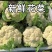 花菜松花菜青梗小米花菜湖北散花产地直发支持视频
